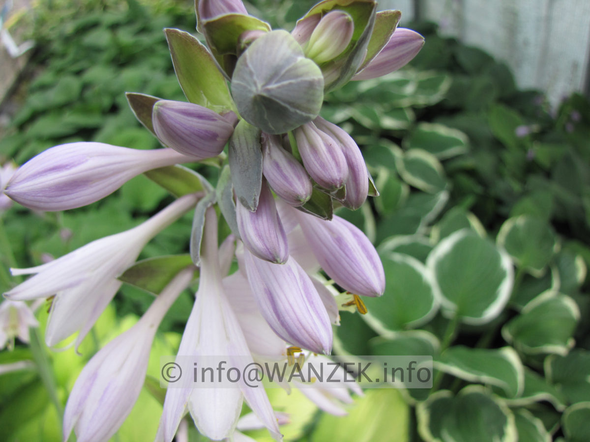 Hosta fortunei Gold Standard Bluete.JPG